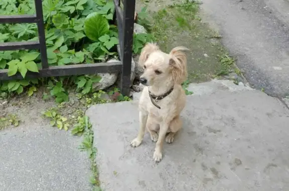 Собака Мальчик, персиковый окрас, ул. Сикейроса 3к1, СПб