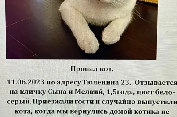 Кошки потеряшки, Новосибирск, фото: Потеряшка кошка на улице Тюленина, 23, Новосибирск. Вознаграждение за информацию!