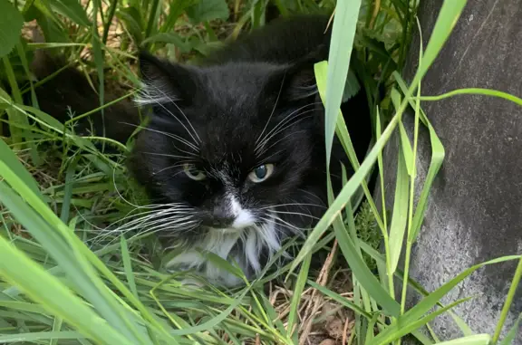 Найден черный кот с белым на груди в Туношенском сельском поселении, Ярославская область