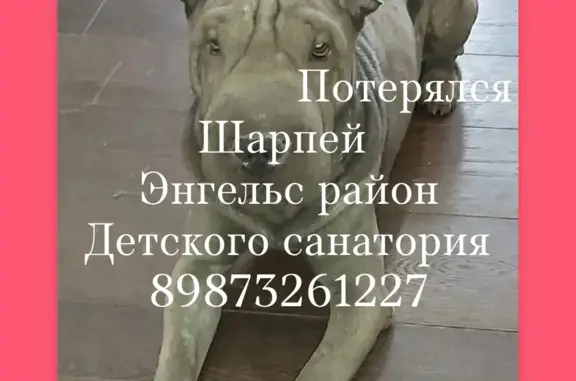 Пропала собака в Красноярском сельском поселении, Саратовская область