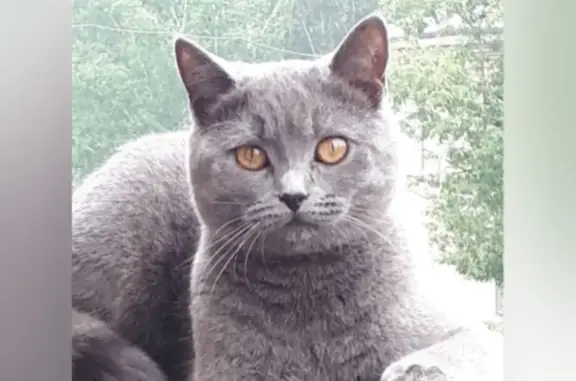 Пропала британская кошка на ул. Ивана Черных, Томск