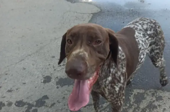 Найдена собака на Советской улице в Сочи