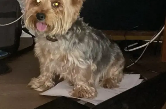 Собака найдена в Мезиновском поселении.