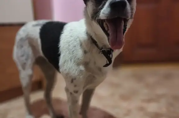 Найдена собака Метис на Пятигорской улице, черно-белого окраса.