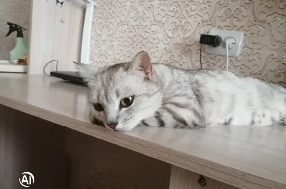 Найдена кошка на пр. Дзержинского, 19 в Оренбурге
