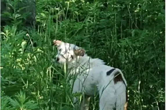 Найден голодный щенок в Московской области