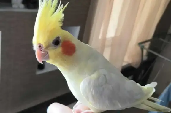 Потерянные животные Калининградская область, фото: Пропал жёлтый попугай в Калининграде