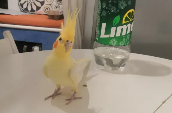 Потерянные животные Калининград, фото: Пропала жёлтая корелла на Гражданской, Калининград