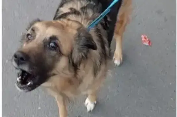 Пропала собака на ул. Гаппо Баева, Владикавказ