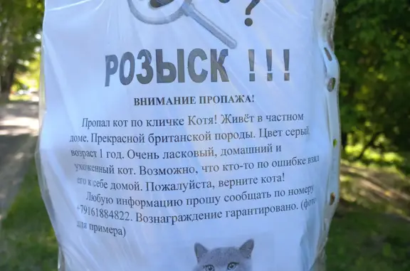 Пропал Британский серый кот на ул. Карла Маркса, 51А