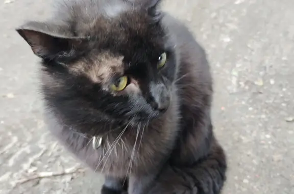 Потерянная кошка на пр. Героев-североморцев, 7 к2, Мурманск