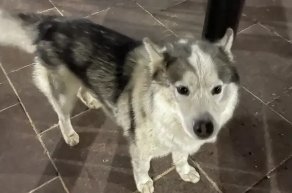 Собака найдена на бульваре Миттова, Чебоксары