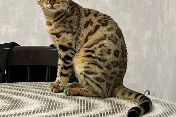 Кошки потеряшки, Ижевск, фото: Потеряшка кот в Ижевске на ул. 8 марта и пер. Болотникова