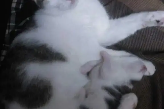 Кошки потеряшки, Смоленск, фото: Потеряшка кошка в Смоленске, Киевский пер. 16 к1.