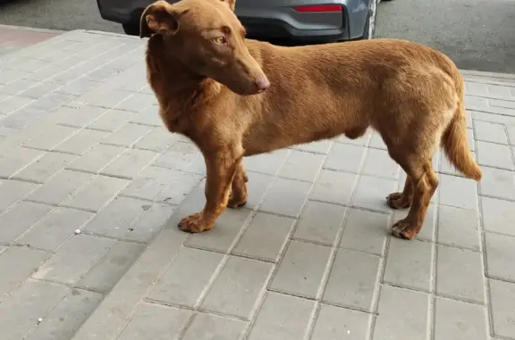Собака найдена на Московской улице, 37 в Пензе.