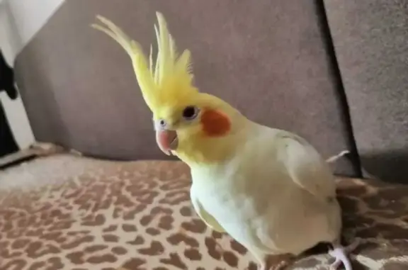 Потерянные животные Калининградская область, фото: Пропала ручная корелла в Калининграде