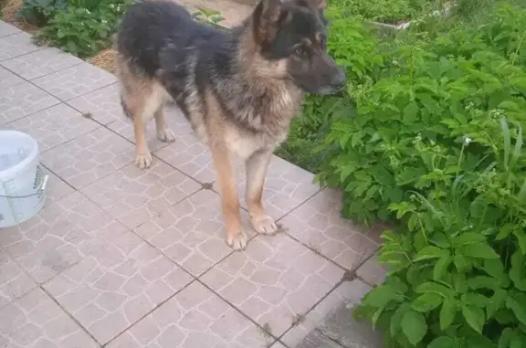 Найдена собака в Токсово, Разъезжая улица, 22А