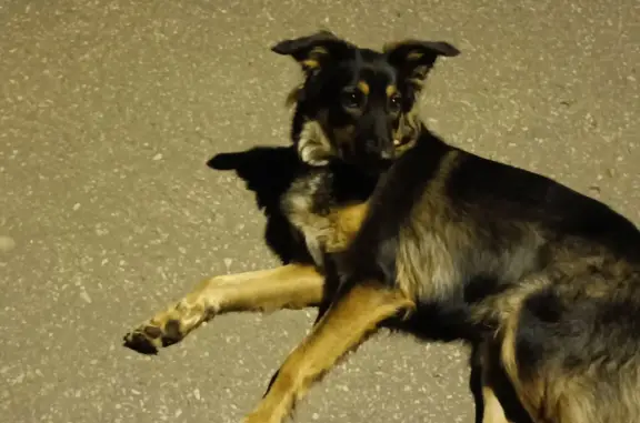 Найдена собака на ул. Даргомыжского, 11 в Нижнем Новгороде
