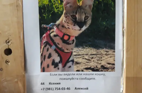 Пропала кошка Сервал в Ленинградской области