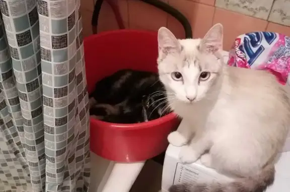 Кошки потеряшки, Новосибирск, фото: Потеряшка кошка на улице Молодости, 22, Новосибирск