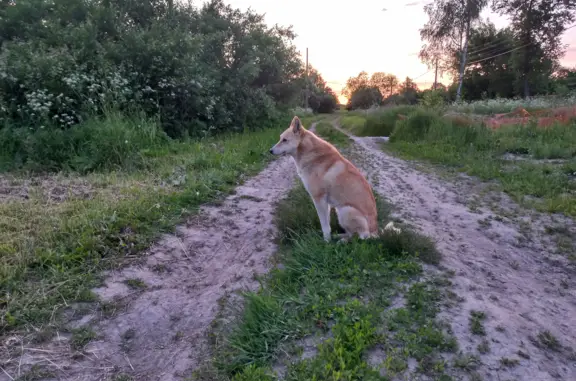 Найдена собака с клеймом в Московской области