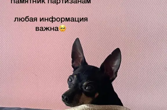 Пропала собака Эльф на ул. Свердлова, 32, Хабаровск
