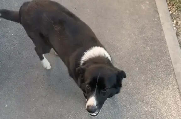 Собака на пр. Ленина, Кемерово: умеет гулять без поводка.