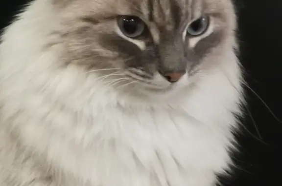 Кошки потеряшки, Зеленогорск, фото: Потеряшка кошка Невская маскарадная в Зеленогорске