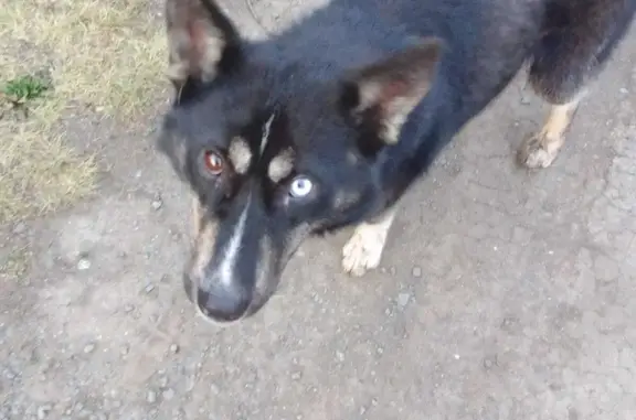 Найдена собака в Садах Углестрой, Назарово