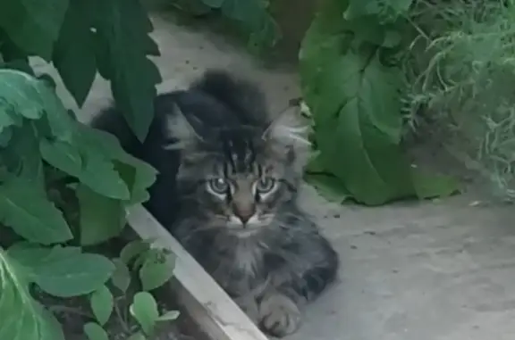 Найден кот на ул. Асланова, 20, Волгоград