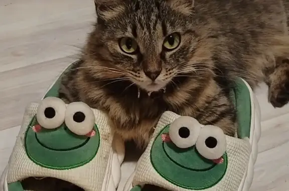 Кошки потеряшки, Новосибирск, фото: Потеряшка кошка на Болотной ул. 69, Новосибирск