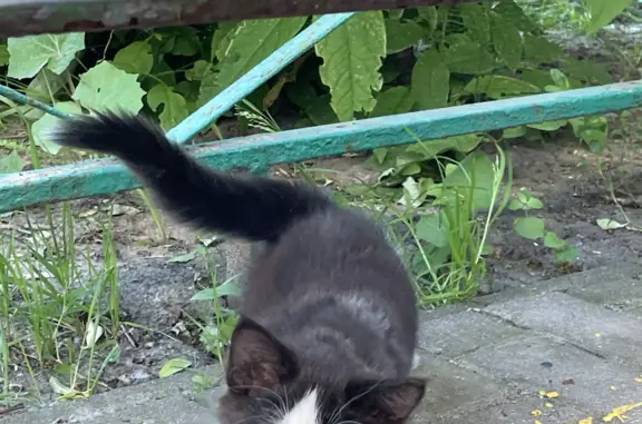 Найдена кошка на Павловской улице, Москва