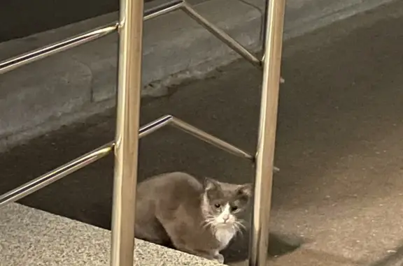 Кошка на Павловской, 7 в Москве