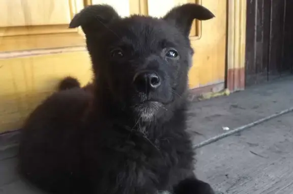 Собака дворняжка найдена на улице Космонавтов, 84.