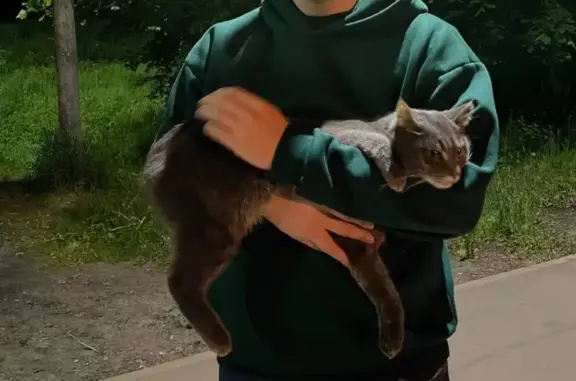 Найден серый кот на ул. Комитетский лес