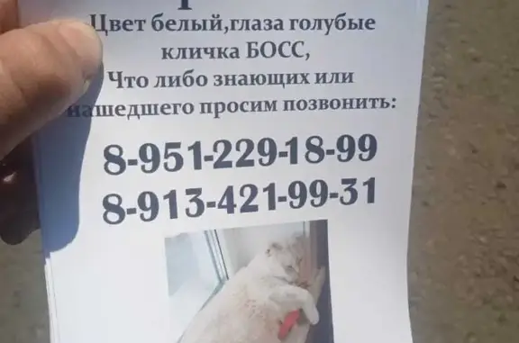Пропала кошка на Брянской, 22 в Междуреченске