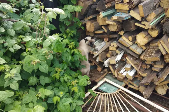 Найдена сиамская кошка на Краснодонской улице, Казань