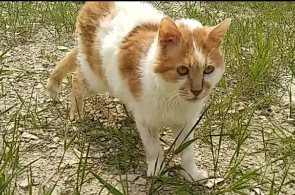 Найден кот с ушибом лапы на ул. Рыжова, 38