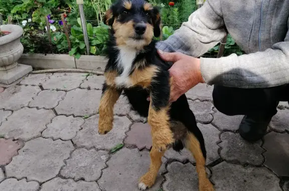 Пропала собака в Измалковском сельсовете