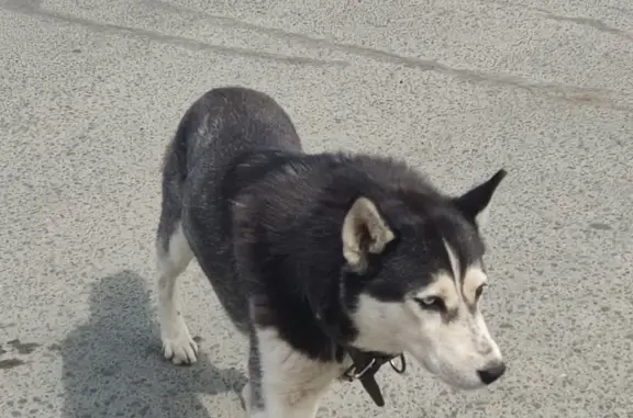Собака Хаски найдена на Новой улице, Оренбург.
