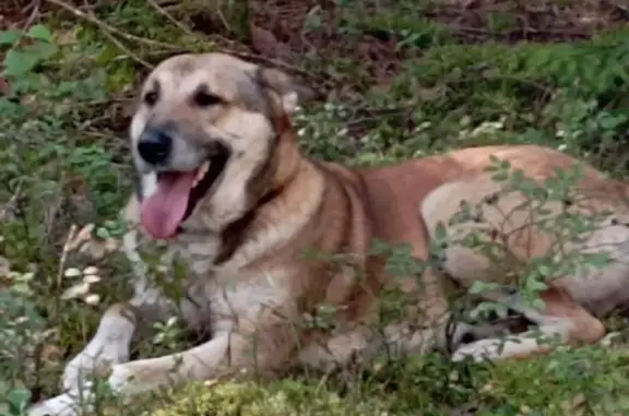 Пропала рыже-белая собака Мальчик в Устюжне, Вологодская область
