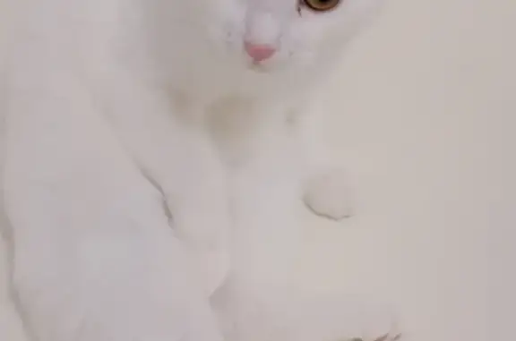 Пропала кошка белого окраса в Нефтеюганске