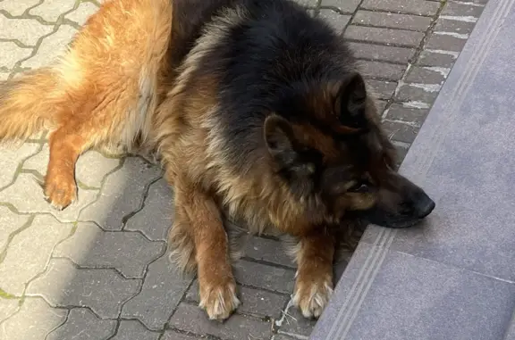 Пропала собака на ул. Крылова, 53, Всеволожск