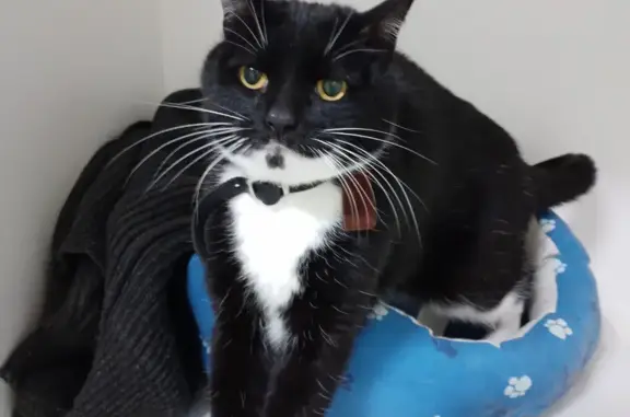 Кошки потеряшки, Санкт-Петербург, фото: Потеряшка кот на 3-й Зелёной улице, Солнечное