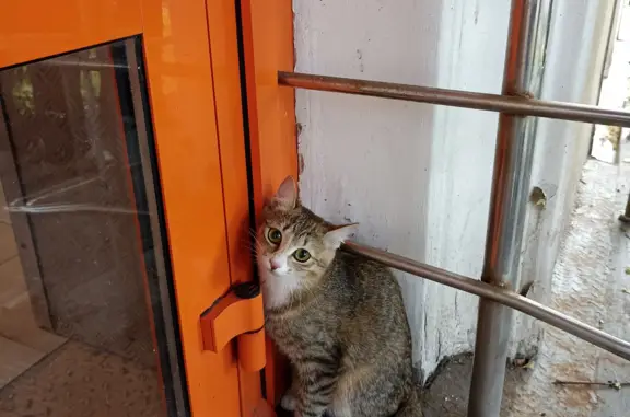 Потерянная домашняя кошка у магазина Верный, Ярославль