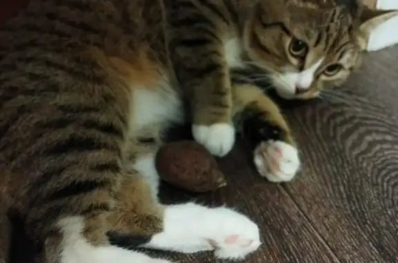 Кошки потеряшки, Новосибирск, фото: Потеряшка кошка Кот, Комсомольская улица 31, Новосибирск