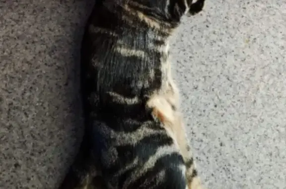 Пропал кот Марсик, 2 июня, дача СНТ Озерное-2, 29км Приозерского шоссе.