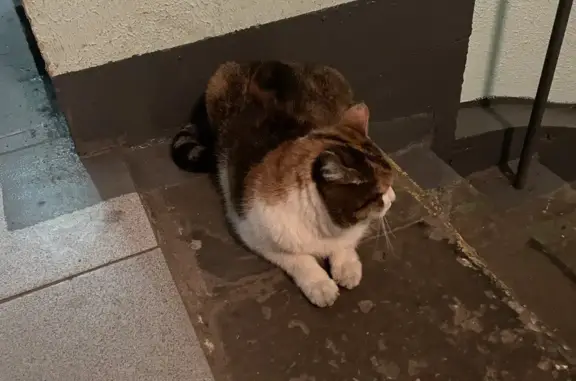Найдена трехцветная кошка на ул. Бестужевых, Москва