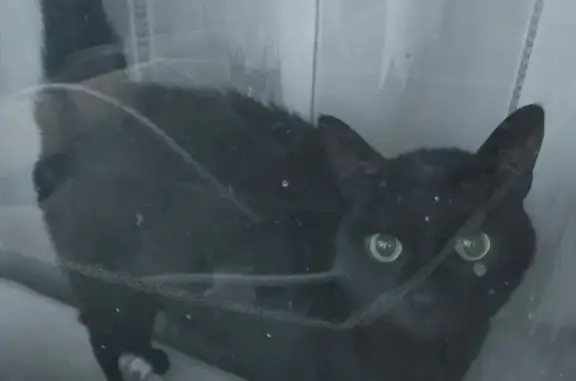 Потерянные животные Санкт-Петербург, фото: Пропала кошка на Меншиковском проспекте 15/1