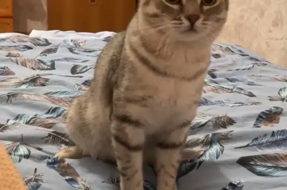 Кошки потеряшки, Новосибирск, фото: Потеряшка кот Марсик на улице Грибоедова, Новосибирск